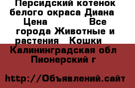 Персидский котенок белого окраса Диана › Цена ­ 40 000 - Все города Животные и растения » Кошки   . Калининградская обл.,Пионерский г.